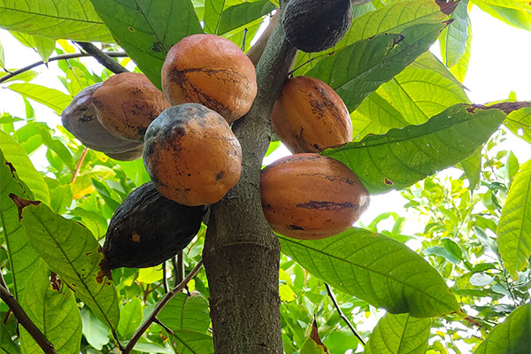 Attended ShangHai CAC Exhibition