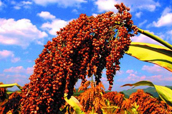 New Chlorantraniliprole CAS NO.500008-45-7